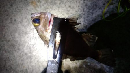 暖かさに我慢出来ず