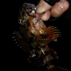 条件悪いのを知りつつ