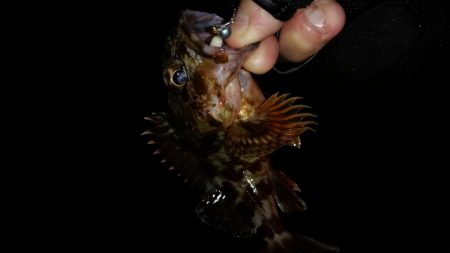 条件悪いのを知りつつ