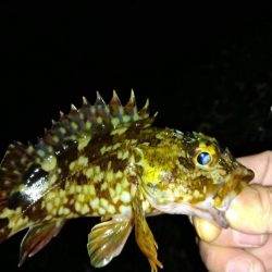 冬の根魚調査７