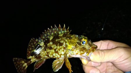 冬の根魚調査７