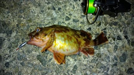 冬の根魚調査８