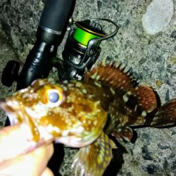 冬の根魚調査９