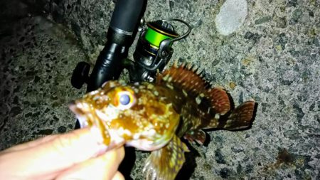 冬の根魚調査９