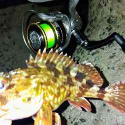 冬の根魚調査１０