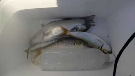 サビキでチーバス