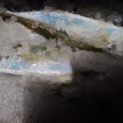 極寒のアジ釣りで2ケタ釣果