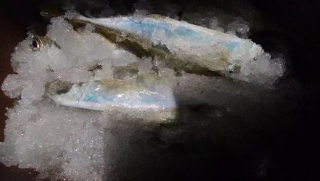 極寒のアジ釣りで2ケタ釣果