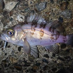 久しぶりのメバル