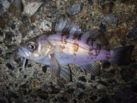 久しぶりのメバル