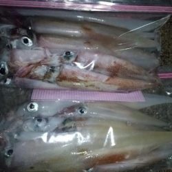 ヤリイカエギング