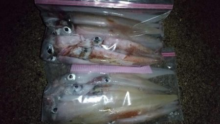 ヤリイカエギング