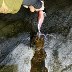 初釣り❗アオリイカ
