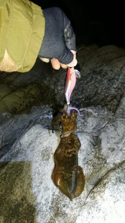 初釣り❗アオリイカ