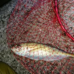 年明け初アジ❗