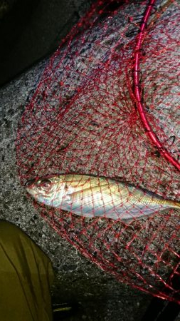 年明け初アジ❗