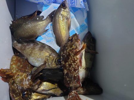 今年初釣り、ツ抜け