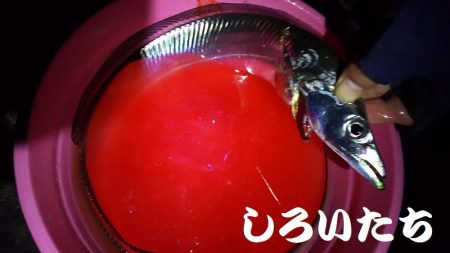 初釣りはやっぱりタチウオ。