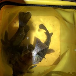 初釣　メバルおったよ