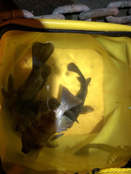 初釣　メバルおったよ