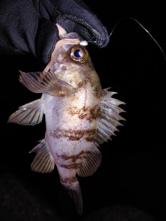 激渋メバリング