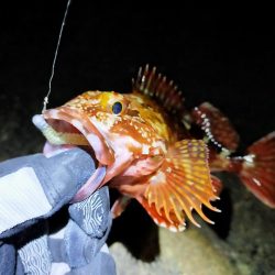 久々のアジング