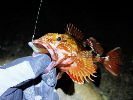 久々のアジング