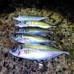 久しぶりの尺アジ