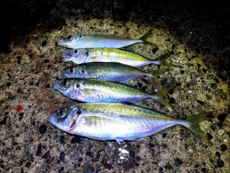 久しぶりの尺アジ