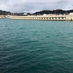 マハタ 芳養内堤防