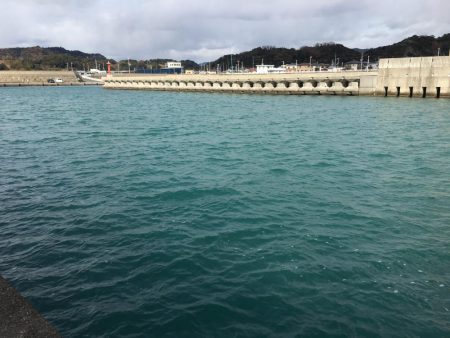 マハタ 芳養内堤防