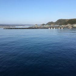 アジ61匹、アイゴ18匹、シマアジ1匹