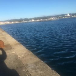 アジ爆釣り160匹、シマアジ3匹、アイゴ4匹、メッキ1匹