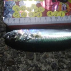 釣りデビュー 39日目