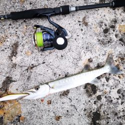 今年の初物釣れました