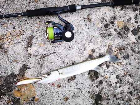 今年の初物釣れました