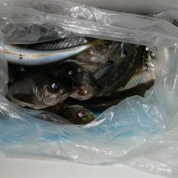 アジがメバルへ