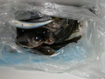 アジがメバルへ