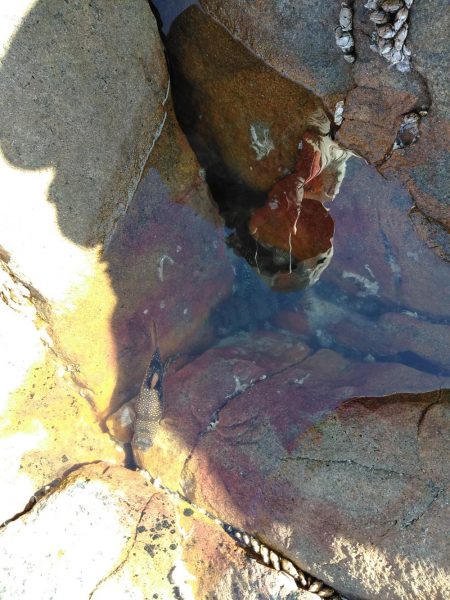 フカセ‥尾長グレ