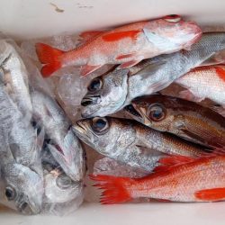 康仁丸・ジギング釣り果