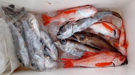 康仁丸・ジギング釣り果