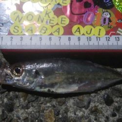 釣りデビュー　41日目