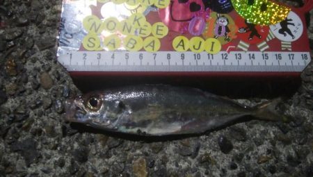 釣りデビュー　41日目