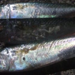 釣りデビュー　42日目