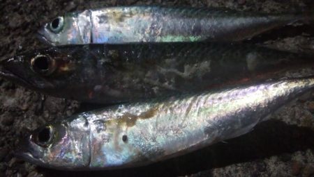 釣りデビュー　42日目