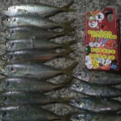 釣りデビュー　43日目