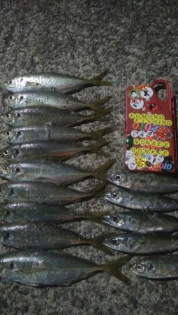 釣りデビュー　43日目