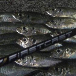 釣りデビュー 44日目