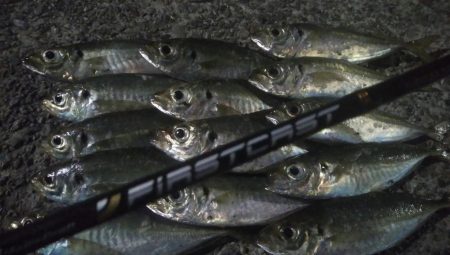 釣りデビュー 44日目