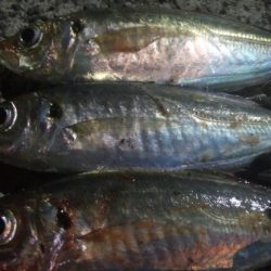 釣りデビュー 45日目